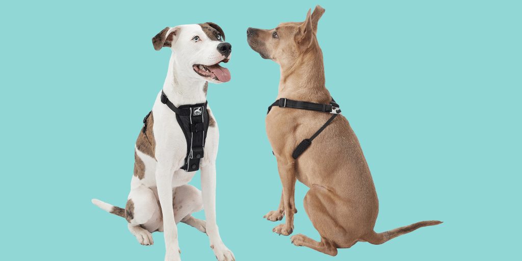 How Do I Pick The Right Dog Harness For My Dogs Breed?