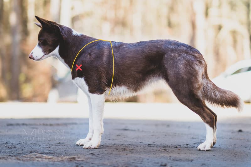 How Do I Pick The Right Dog Harness For My Dogs Breed?