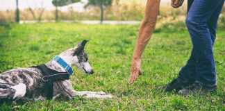 how do you discipline a dog without a shock collar