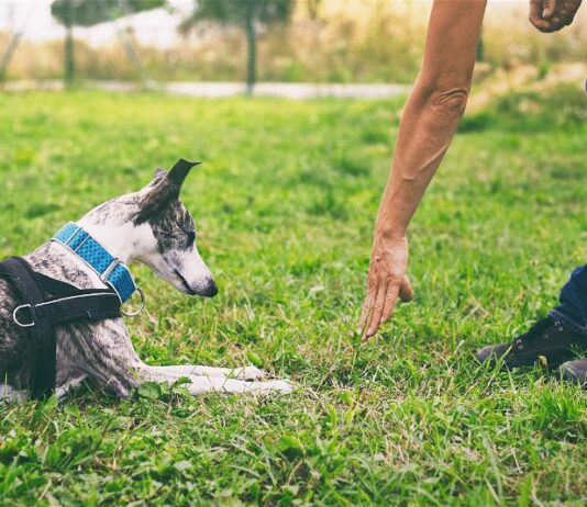how do you discipline a dog without a shock collar