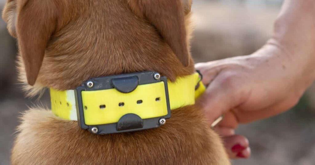 How Inhumane Are Shock Collars?