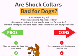 how inhumane are shock collars 2