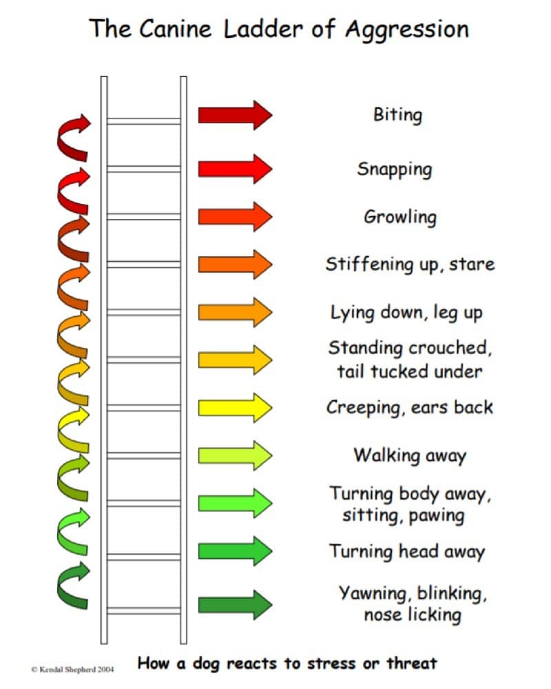 How Inhumane Are Shock Collars?