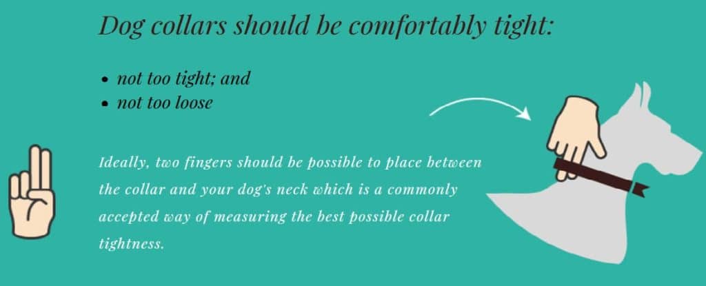 How Tight Should A Dog Harness Be?