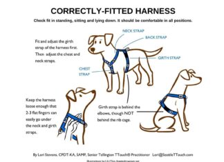 how tight should a dog harness be 3