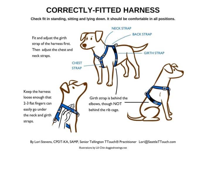 how tight should a dog harness be 3