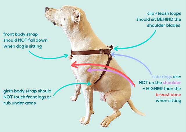 How Tight Should A Dog Harness Be?