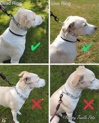 How Tight Should A Dog Training Collar Be?