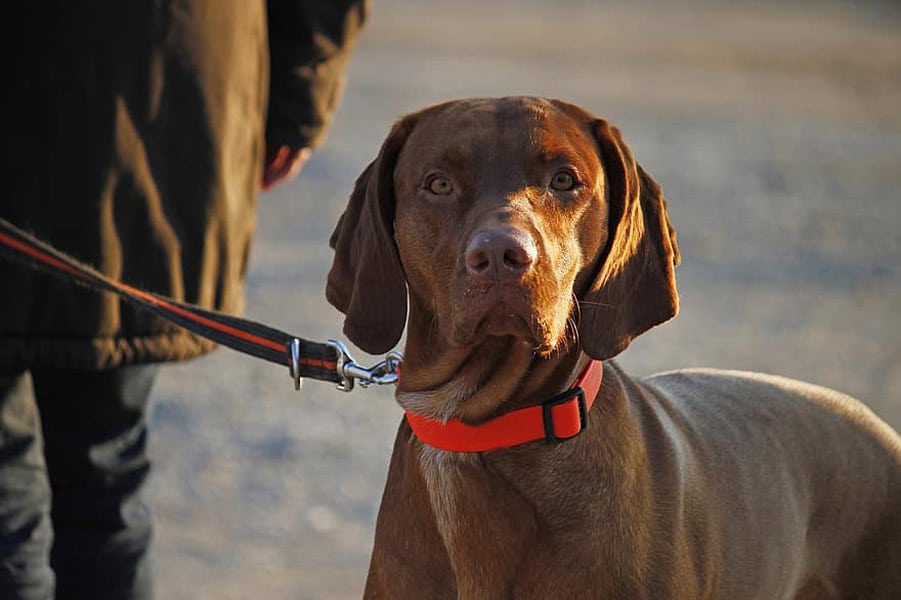 Is A Flat Or Rolled Collar Better For Dogs?