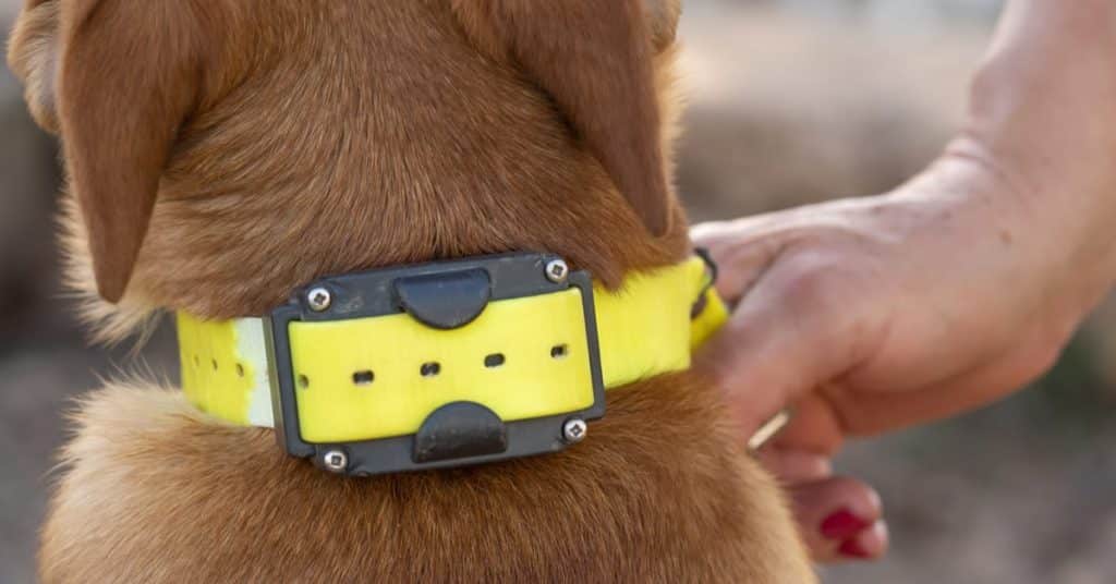 Is A Training Collar The Same As A Shock Collar?