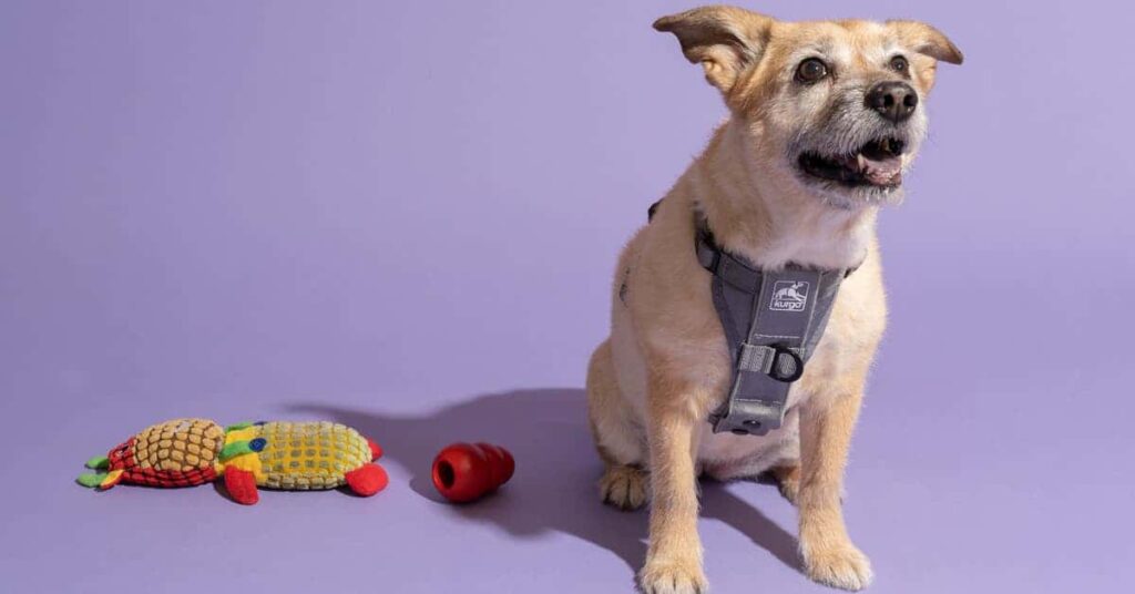 Is It Better To Get A Harness Or Vest For My Dog?