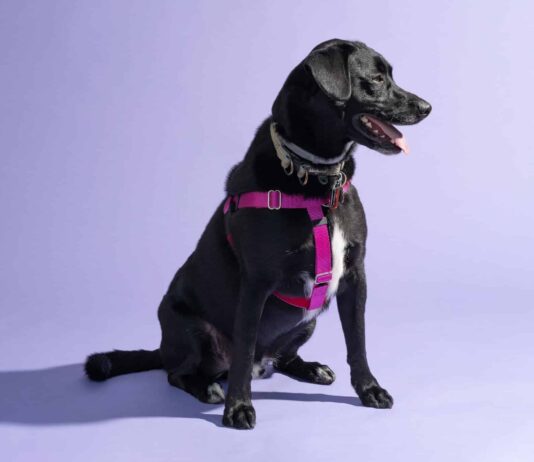 is it better to get a harness or vest for my dog 3