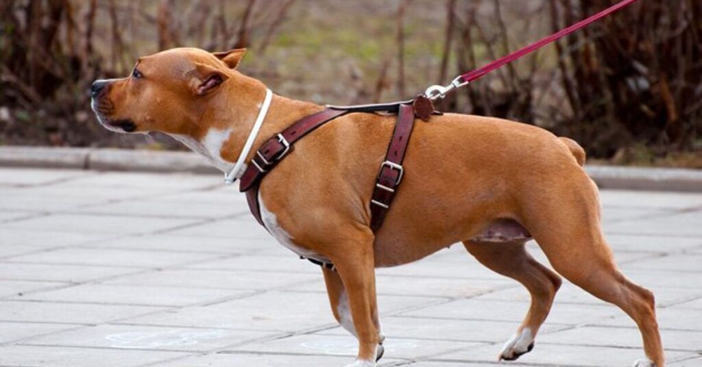 Is It Better To Run With A Dog In A Harness Or Collar?