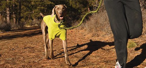 Is It Better To Run With A Dog In A Harness Or Collar?