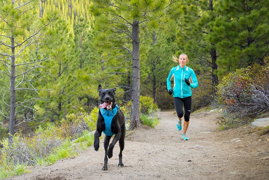 Is It Better To Run With A Dog In A Harness Or Collar?