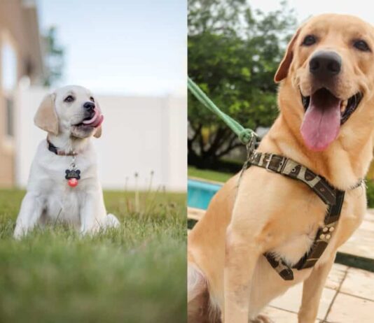 is it better to run with a dog in a harness or collar 4