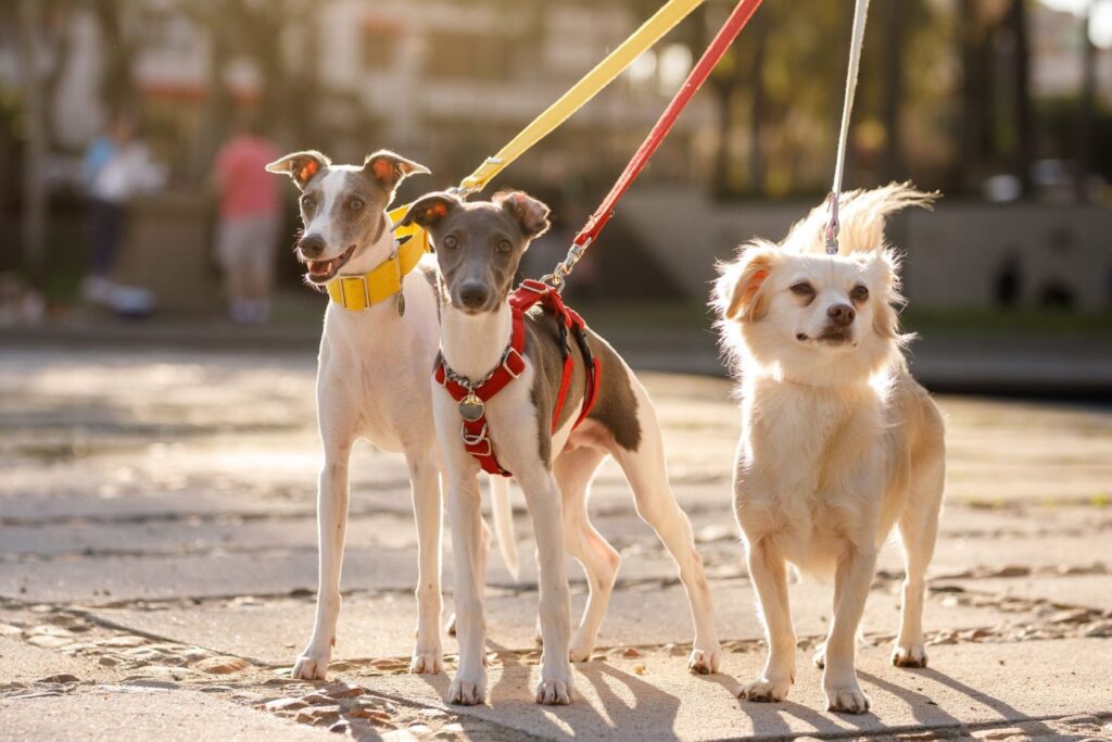 Is It Better To Train With A Harness Or A Collar?