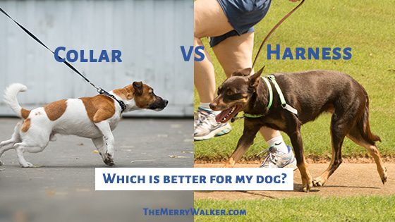 Is It Better To Train With A Harness Or A Collar?