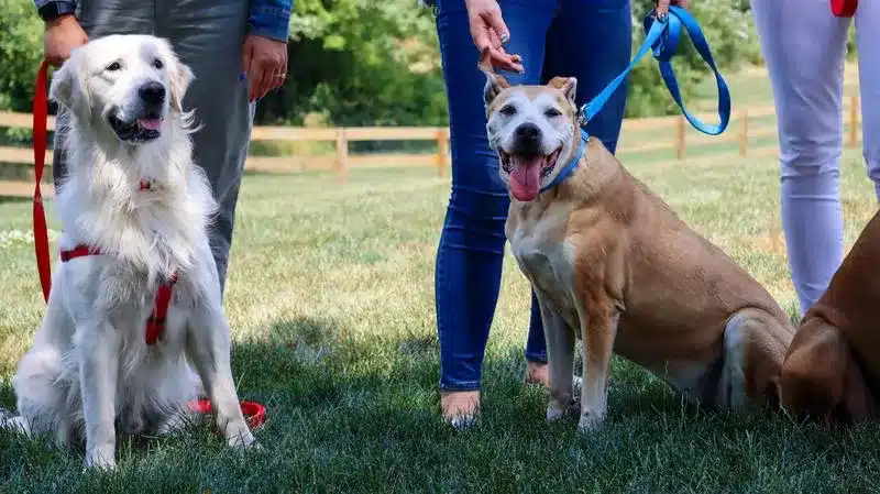 Is It Better To Train With A Harness Or A Collar?