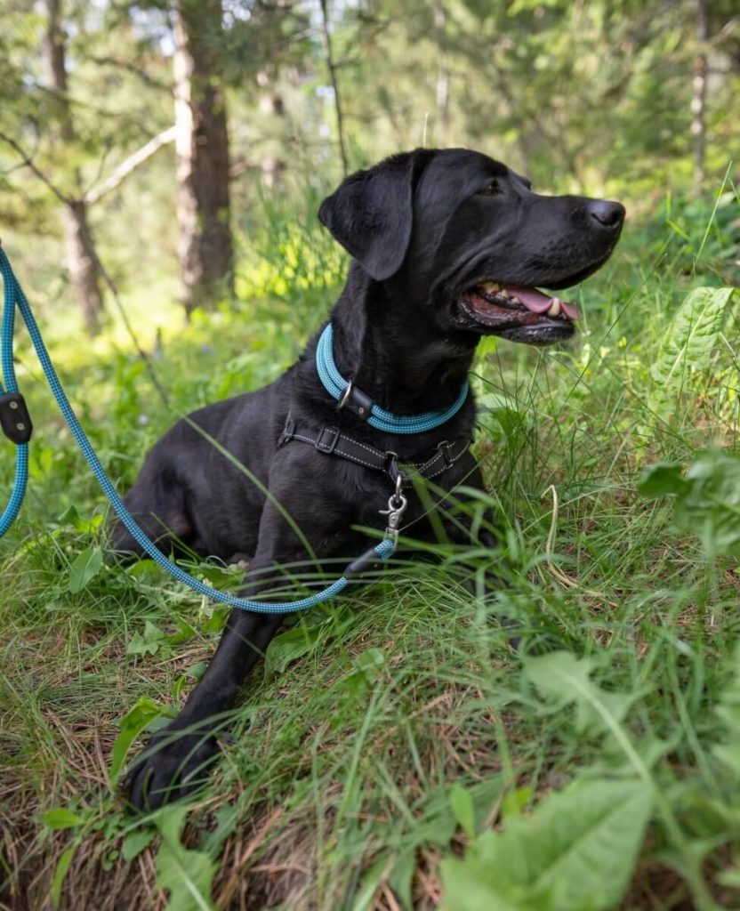Is It Easier To Control A Dog With A Harness Or Collar?