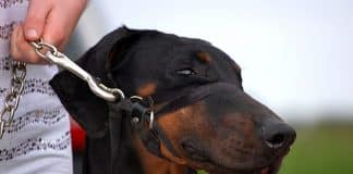 is there a device to stop a dog from pulling on a leash 4