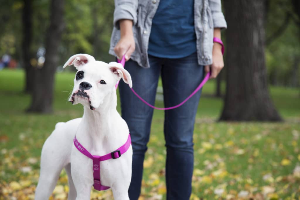 Should I Always Walk My Dog In A Harness?