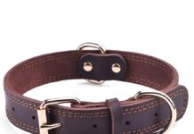 should i take my dogs collar off at night
