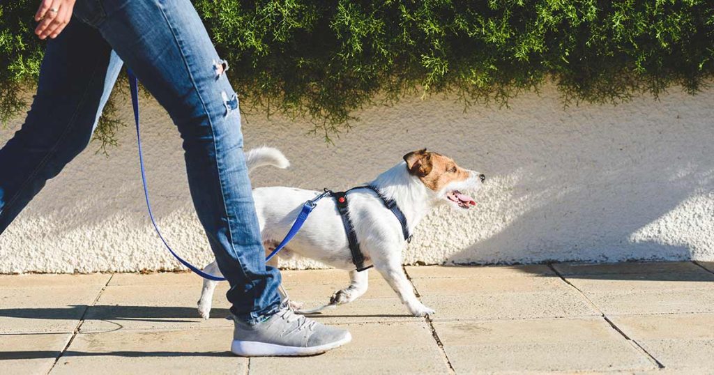 Should I Use A Harness Or Collar When Walking My Dog?