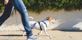 should i use a harness or collar when walking my dog 3