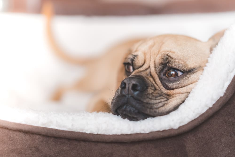 Should Your Dog Sleep With A Harness On?