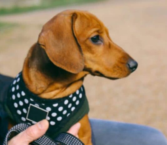 should your dog sleep with a harness on 4