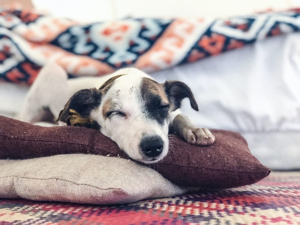 Should Your Dog Sleep With A Harness On?