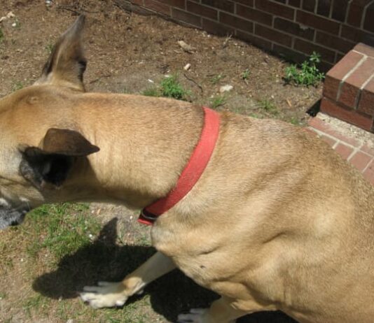 what are the cons of dog collars 4