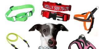 what are the different types of dog training collars 1