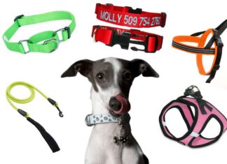 what are the different types of dog training collars 1