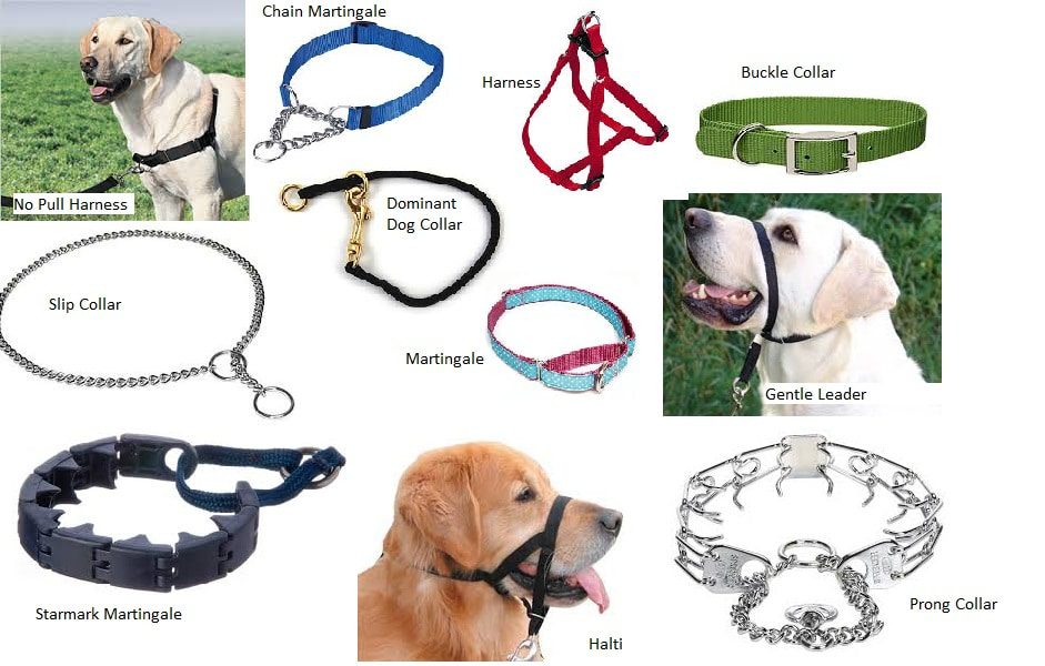 What Are The Different Types Of Dog Training Collars?