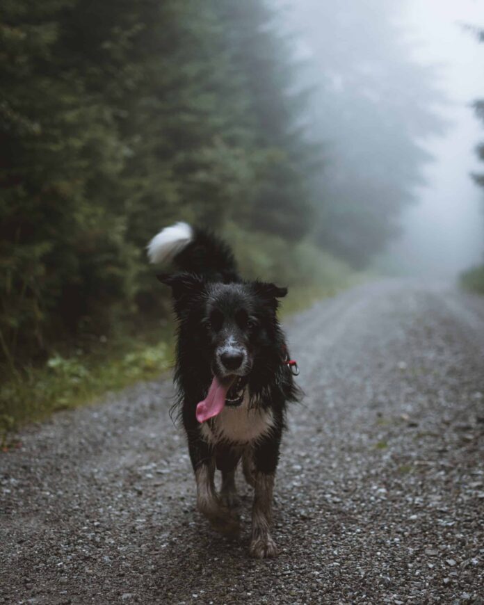 what breeds do harness vests work best for 3