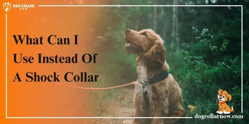 What Can I Use Instead Of A Shock Collar?