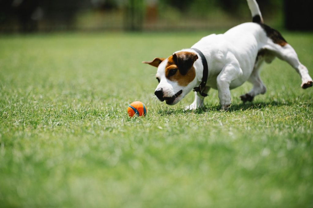 What Can I Use Instead Of A Shock Collar?