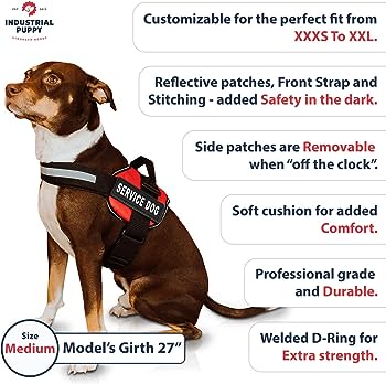 What Features Should I Look For In A Dog Vest?