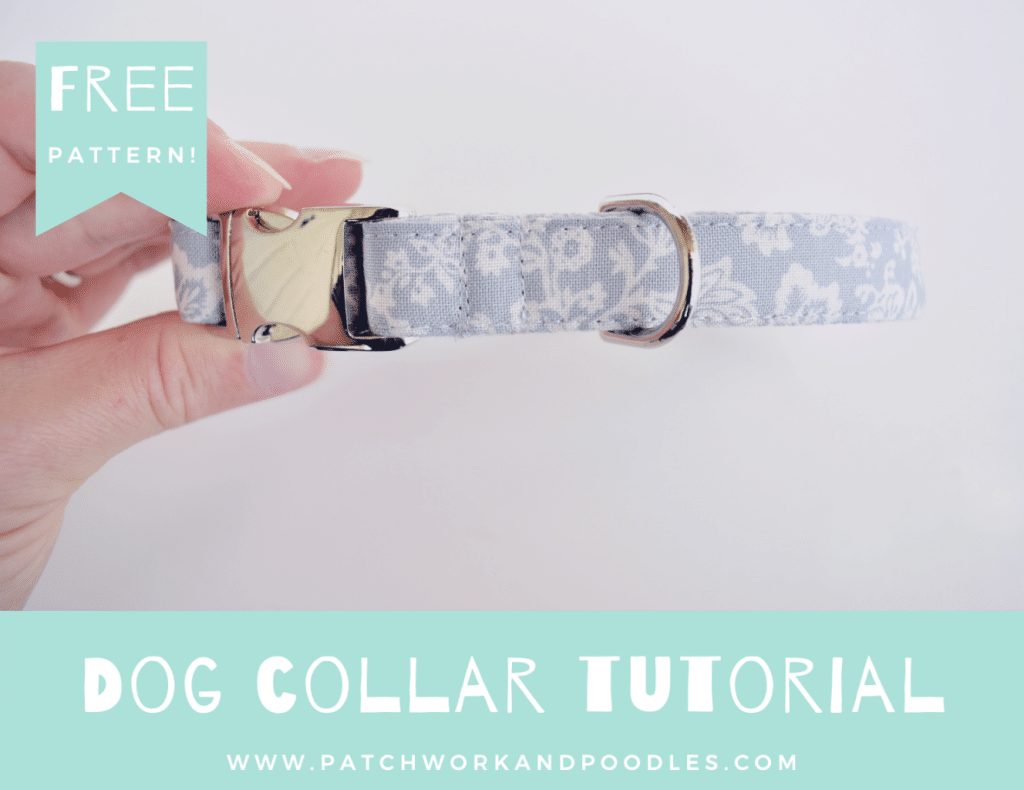 What Features Should I Look For In Dog Collars?