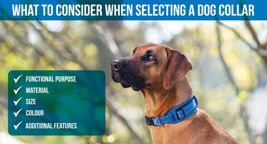 What Features Should I Look For In Dog Collars?