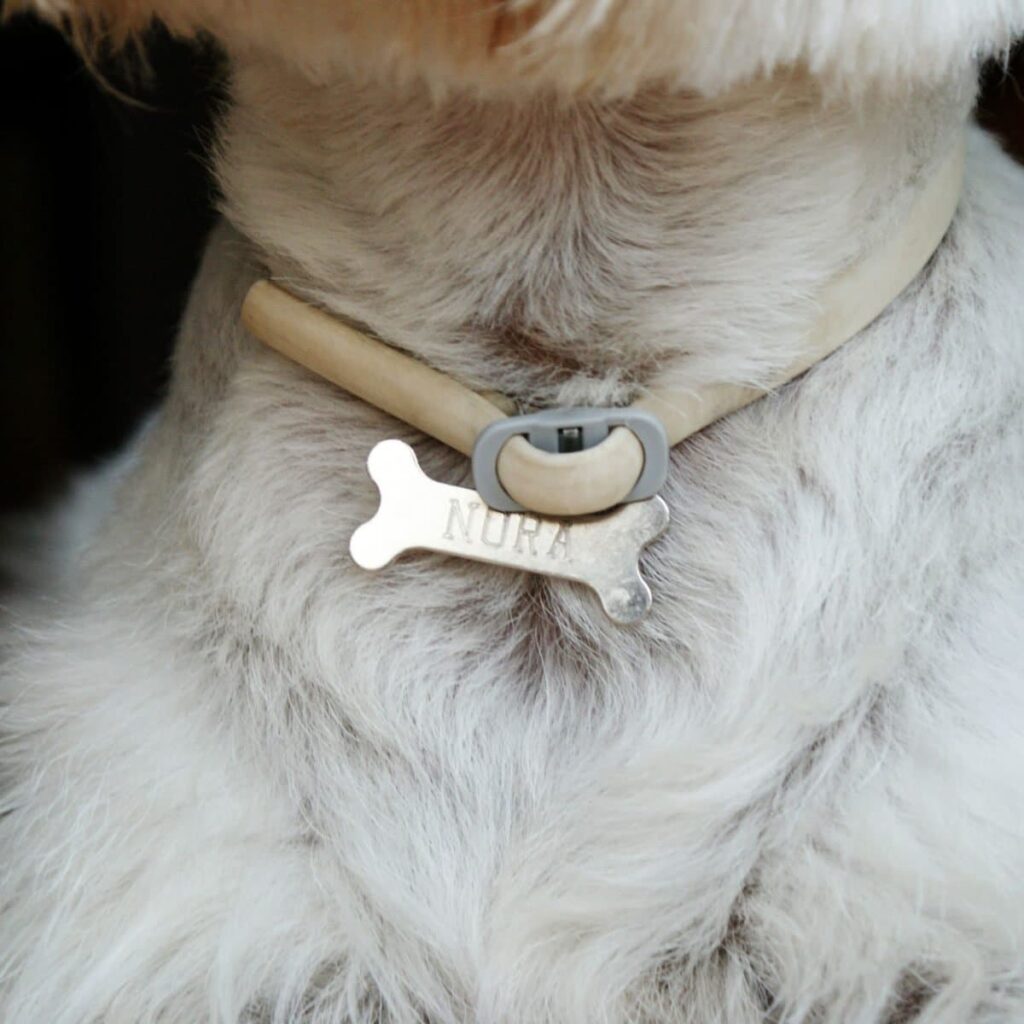 What Features Should I Look For In Dog Collars?