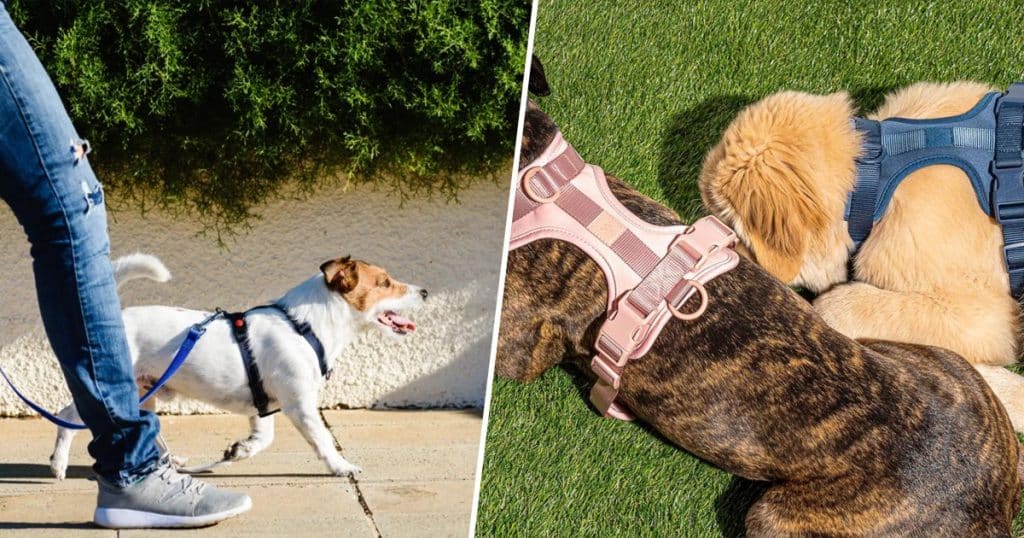 What Is The Best Dog Harness For Large Dogs?
