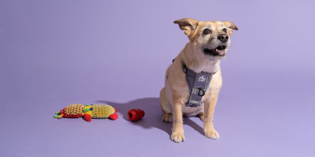 What Is The Best Dog Harness To Prevent Rubbing?