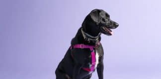 what is the best dog harness to prevent rubbing 3