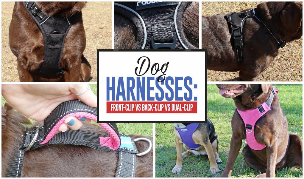 What Is The Difference Between A Front Clip And Back Clip Dog Harness?