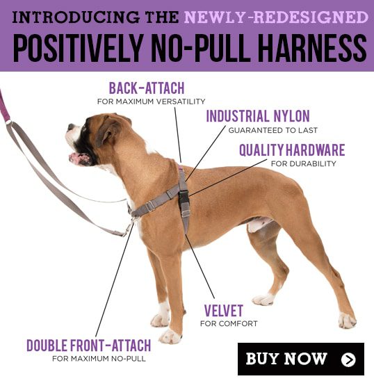 What Is The Difference Between A No-pull Harness And A Regular Harness?