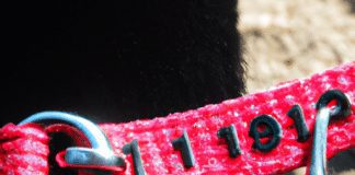 what is the safest dog training collar