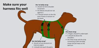 what is the safest type of harness for a dog 2